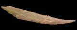 Nice Hybodus Shark Dorsal Spine - Cretaceous #44146-1